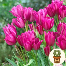 Тюльпан Night Club 3 шт в горщику