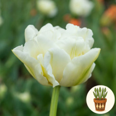 Тюльпан Northcap 3 шт в горшке