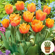 Тюльпан Orange Passion 3 шт в горшке
