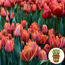 Тюльпан Orange Passion 3 шт в горщику