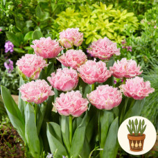 Тюльпан Perth 3 шт в горшке