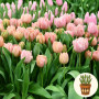 Тюльпан Pink Magic 3 шт в горшке