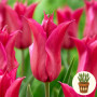 Тюльпан Pretty Love 3 шт в горщику