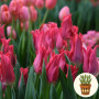 Тюльпан Pretty Love 3 шт в горщику