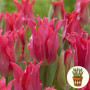 Тюльпан Pretty Love 3 шт в горщику