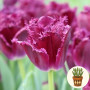 Тюльпан Purple Crystal 3 шт в горшке