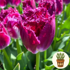 Тюльпан Purple Crystal 3 шт в горщику