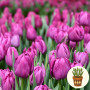 Тюльпан Purple Sky 3 шт в горшке