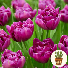 Тюльпан Purple Sky 3 шт в горшке