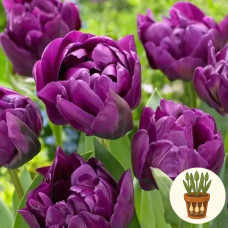 Тюльпан Python 3 шт в горшке