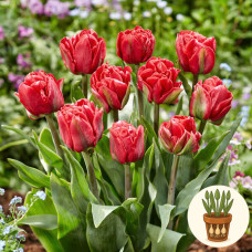 Тюльпан Red Foxtrot 3 шт в горшке