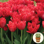 Тюльпан Red Foxtrot 3 шт в горшке