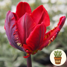 Тюльпани Rococo 3 шт в горшке