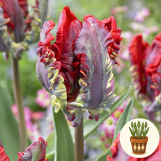 Тюльпани Rococo 3 шт в горшке