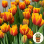 Тюльпан Shell 3 шт в горшке