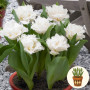 Тюльпан Snow Crystal 3 шт в горшке