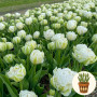 Тюльпан Snow Crystal 3 шт в горшке