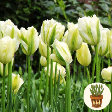 Тюльпан Spring Green 3 шт в горшке