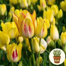 Тюльпан Sunshine Club 3 шт в горщику