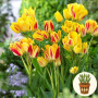 Тюльпан Sunshine Club 3 шт в горшке