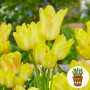 Тюльпан Sunshine Club 3 шт в горшке