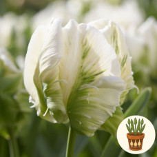 Тюльпани Super Parrot 3 шт в горшке