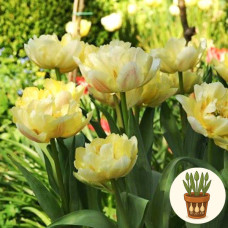 Тюльпан Verona 3 шт в горшке