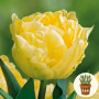 Тюльпан Verona 3 шт в горщику