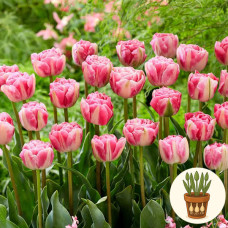 Тюльпан Vogue 3 шт в горшке