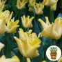 Тюльпан Yellow Crown 3 шт в горщику