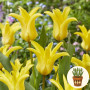 Тюльпан Yellow Crown 3 шт в горщику