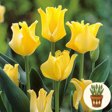 Тюльпан Yellow Crown 3 шт в горшке