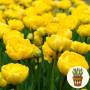Тюльпан Yellow Pomponette 3 шт в горщику