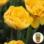 Тюльпан Yellow Pomponette 3 шт в горщику