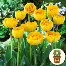Тюльпан Yellow Pomponette 3 шт в горшке
