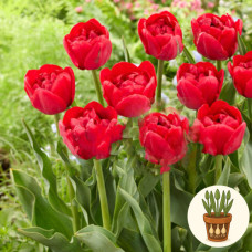 Тюльпан lle D'amour 3 шт в горшке