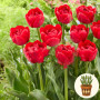 Тюльпан lle D'amour 3 шт в горшке