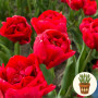 Тюльпан lle D'amour 3 шт в горшке