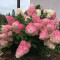 Гортензія Vanille Fraise 1,5 л