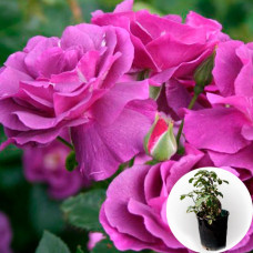 Роза в горшке Veilchenblau 5 л