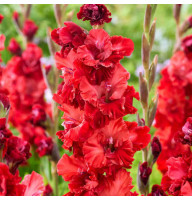 Гладиолус Velvet Raspberry