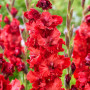 Гладіолус Velvet Raspberry