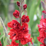 Гладіолус Velvet Raspberry
