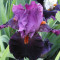 Ірис Violet Terner