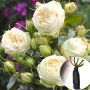 Роза штамбовая Wedding Piano (Вединг Пиано)