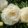 Півонія White Ivory (Вайт Айворі)