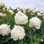 Півонія White Ivory (Вайт Айворі)