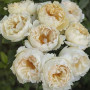 Півонія White Ivory (Вайт Айворі)