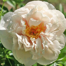 Півонія White Ivory (Вайт Айворі)