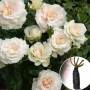 Троянда White O'Hara